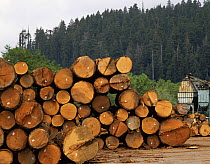 Timber from felled old growth Redwood trees, Arcata Redwood Company Mill, Redwood National Park, California, USA