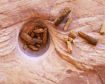 Anasazi indian grinding hole in 'Perfect Kiva' ruins with corn remains on sandstone, Grand Gulch Primitive Area, Utah, USA