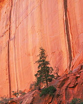 Douglas fir tree {Pseudotsuga menziesii} in front  of Long Canyon with vertical desert varnish striations, Grand Staircase-Escalante, Utah, USA