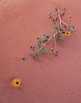 Sand sunflowers {Helianthus anomolus} half buried in sand, Grand Staircase-Escalante, Utah, USA