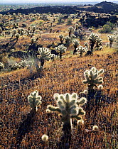 Teddy bear cholla cactus {Opuntia bigelovii} growing on volcanic lava flow, Pinacate and Gran Desierto Altar Biosphere Reserve, Sonoran desert, Mexico