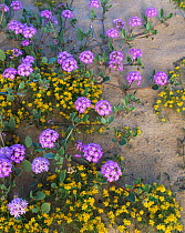 Sand verbena {Abronia villosa} and Chinchweed {Pectis papposa} flowering in desert, Sierra del Rosario, Pinacate and Gran Desierto Altar Biosphere Reserve, Sonoran desert, Mexico