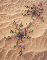 Sand verbena {Abronia villosa} flowering in sand dunes, Sierra del Rosario, Pinacate and Gran Desierto Altar Biosphere Reserve, Sonoran desert, Mexico