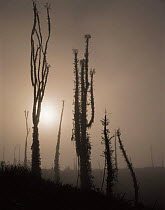 Boojum tree {Idria / Fouquieria columnaris} with lichen {Ramelina reticulata} with sun shining through morning fog, El Rosario, Sonoran desert, Baja California, Mexico