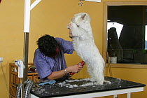 Woman shearing West Highland White Terrier / Westie
