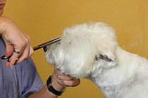 Woman shearing West Highland White Terrier with scissors / Westie