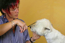 Woman shearing West Highland White Terrier / Westie with scissors