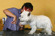 Woman shearing West Highland White Terrier / Westie with scissors