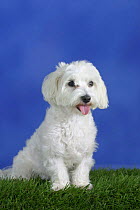 Domestic dog, Maltese portrait