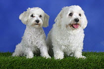 Domestic dog, Maltese pair