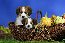 Domestic dog, Small Dutch Waterfowl Dog / Kooikerhondje / Kooiker Hound puppies, 7 weeks, in basket
