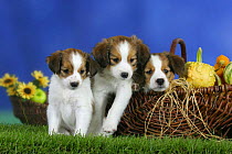 Domestic dog, three Small Dutch Waterfowl Dog / Kooikerhondje / Kooiker Hound puppies, 7 weeks, in basket