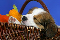 Domestic dog, Small Dutch Waterfowl Dog / Kooikerhondje / Kooiker Hound puppy, 7 weeks, sleeping in basket