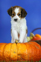 Domestic dog, Small Dutch Waterfowl Dog / Kooikerhondje / Kooiker Hound puppy, 7 weeks, on pumpkin