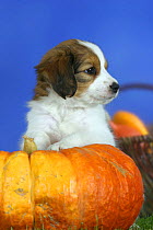Domestic dog, Small Dutch Waterfowl Dog / Kooikerhondje / Kooiker Hound puppy, 7 weeks, on pumpkin