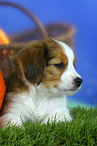 Domestic dog, Small Dutch Waterfowl Dog / Kooikerhondje / Kooiker Hound puppy, 7 weeks