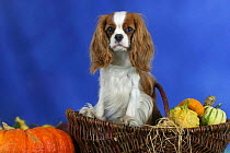 Domestic dog, Cavalier King Charles Spaniel (Blenheim) in basket among pumpkins and squashes.