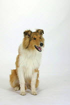 Domestic dog, Rough Collie puppy, 5 months old