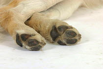 Domestic dog, Golden Retriever's back paws
