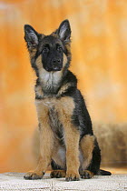 Domestic dog, German Shepherd / Alsatian juvenile. 5 months old