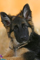 Domestic dog, German Shepherd / Alsatian juvenile. 5 months old