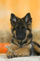 Domestic dog, German Shepherd / Alsatian juvenile. 5 months old, with rawhide bone