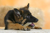 Domestic dog, German Shepherd / Alsatian juvenile. 5 months old, chewing on rawhide bone