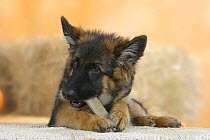 Domestic dog, German Shepherd / Alsatian juvenile. 5 months old, chewing on rawhide bone