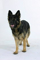 Domestic dog, German Shepherd / Alsatian