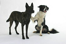 Domestic dogs, Border Collie and Dutch Shepherd / Hollandse Herder
