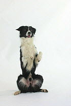 Domestic dog, Border Collie in begging position / sitting on hind legs