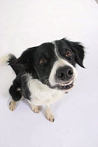 Domestic dog, an excited Border Collie looking up