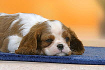 Domestic dogs, sleepy Cavalier King Charles Spaniel puppy (Blenheim), 7 weeks old