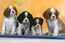 Domestic dogs, four Cavalier King Charles Spaniel puppies, 7 weeks old, of different sizes and colours