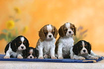 Domestic dogs, five Cavalier King Charles Spaniel puppies, 7 weeks old of different colours and sizes