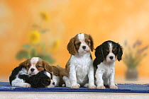 Domestic dogs, four Cavalier King Charles Spaniel puppies, 7 weeks old, of different colours.