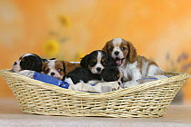Domestic dogs, five Cavalier King Charles Spaniel puppies, 7 weeks old, in basket. Note their different colours and sizes.