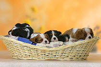 Domestic dogs, five Cavalier King Charles Spaniel puppies, 7 weeks old, sleeping in basket