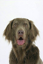 Domestic dog, Long-haired Weimaraner