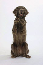 Domestic dog, Long-haired Weimaraner sitting on hind legs with front paws in the air