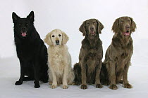 Domestic dogs, Old German Shepdog, Golden Retriever and Long-haired Weimaraners sitting in a line