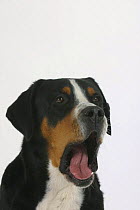 Domestic dog, Greater Swiss Mountain Dog yawning