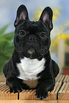 Domestic dog, French Bulldog