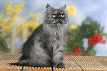 Persian Cat, black-smoke