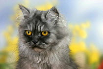 Persian Cat, black-smoke
