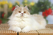 Persian Cat, cream-white-harlequin