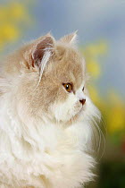 Persian Cat, cream-white-harlequin