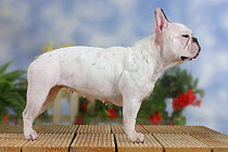 Domestic dog, French Bulldog bitch standing in show stack / pose.