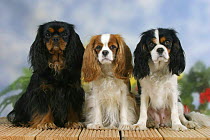 Domestic dogs, three Cavalier King Charles Spaniel (black and tan, Blenheim and tricolor) sitting in a line