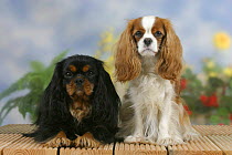 Domestic dogs, Cavalier King Charles Spaniels (black and tan and Blenheim)